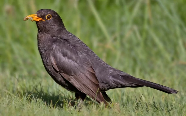 HD PC desktop wallpaper of a common blackbird with an orange beak standing on grass, dark plumage against a softly blurred green background.