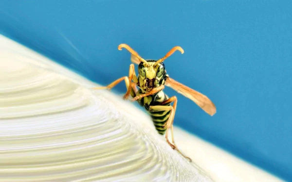 Animal wasp HD Desktop Wallpaper | Background Image