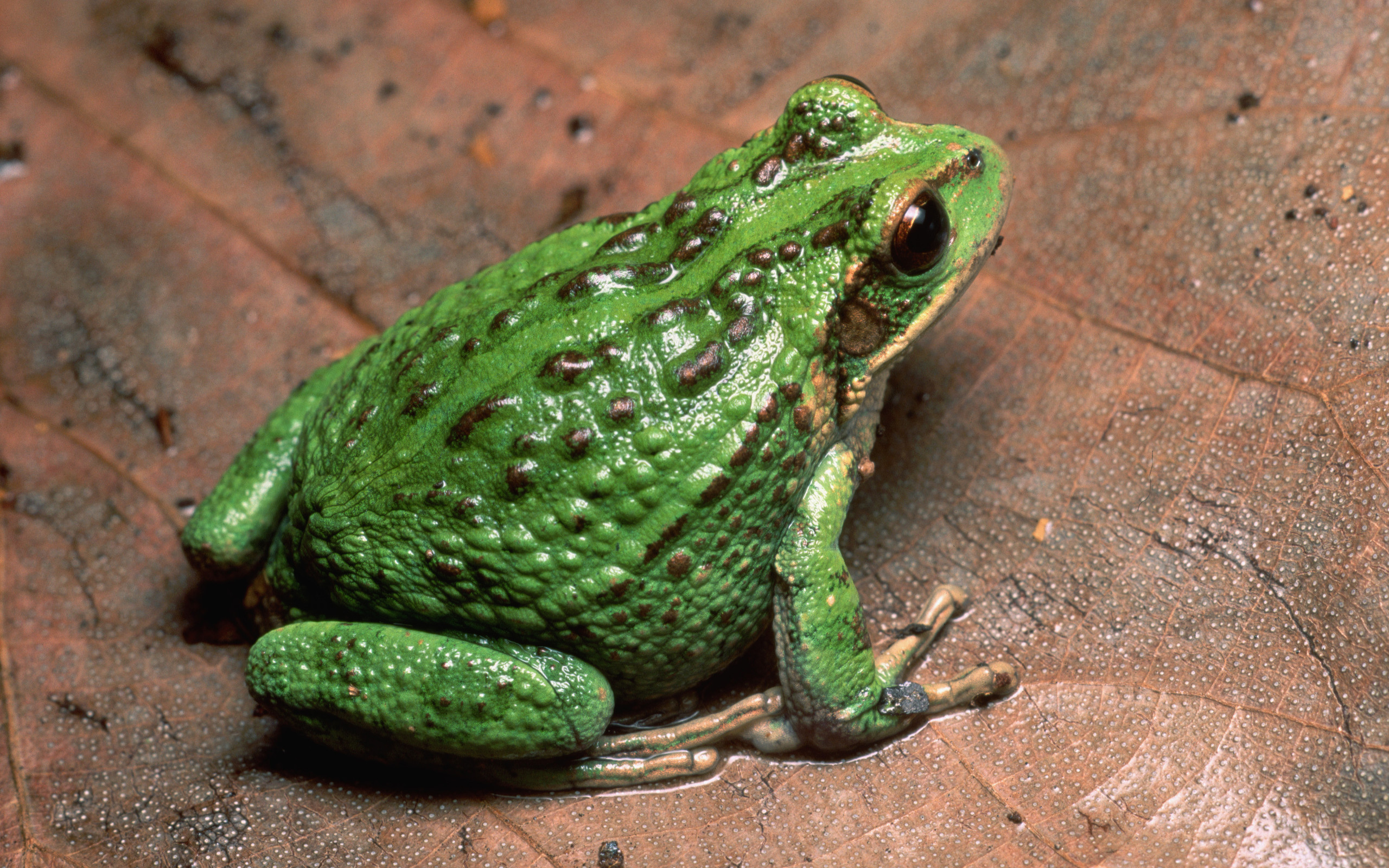 Andean Marsupial Tree Frog