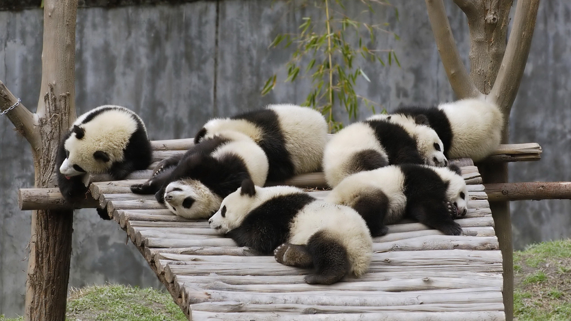 Animaux Panda Fond d'écran HD | Image