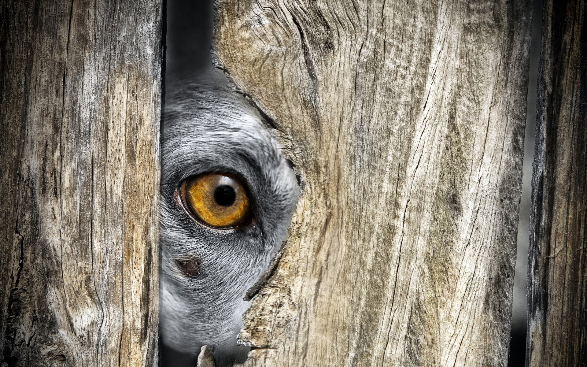 A close-up of a dog's eye peeking through a weathered wooden fence, creating an intriguing and captivating scene for an HD PC desktop wallpaper.