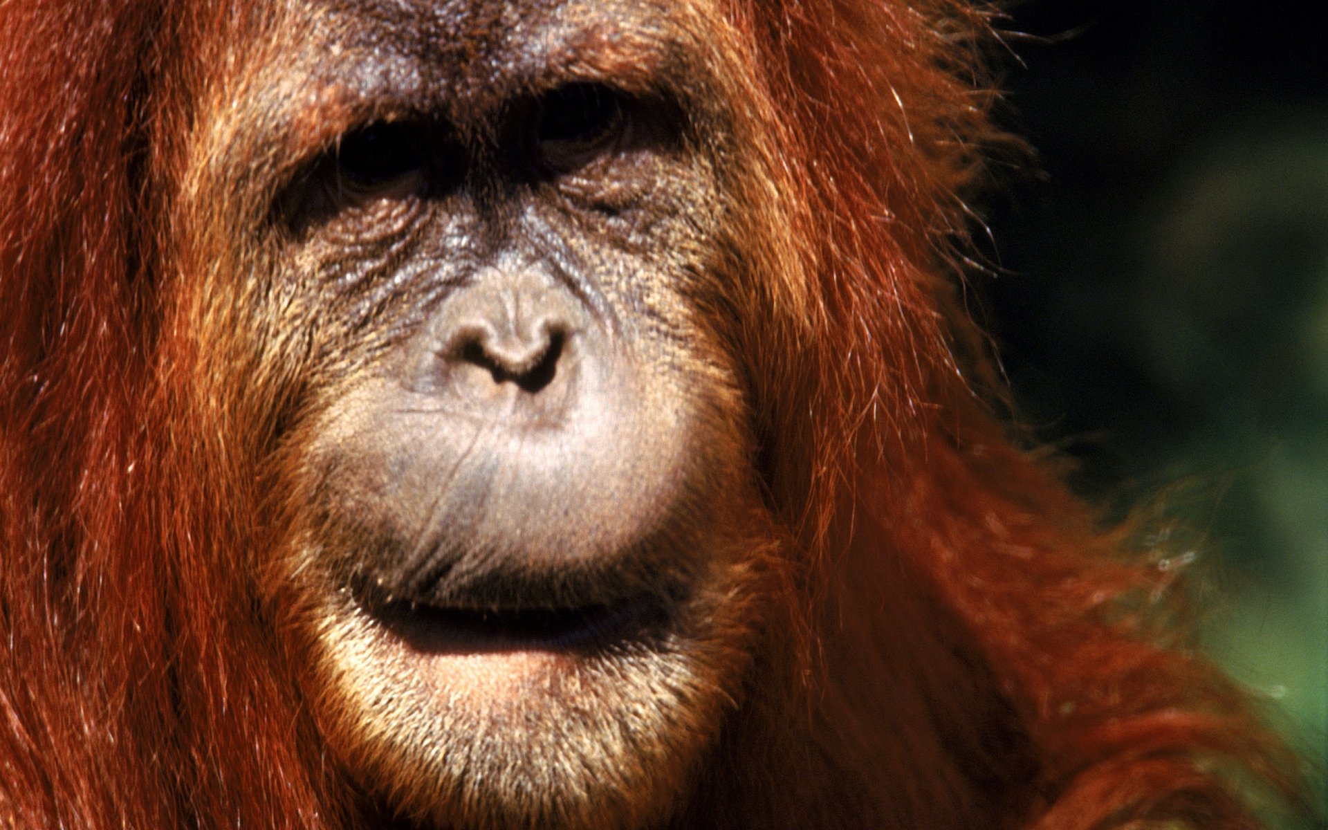 Download Animal Orangutan HD Wallpaper