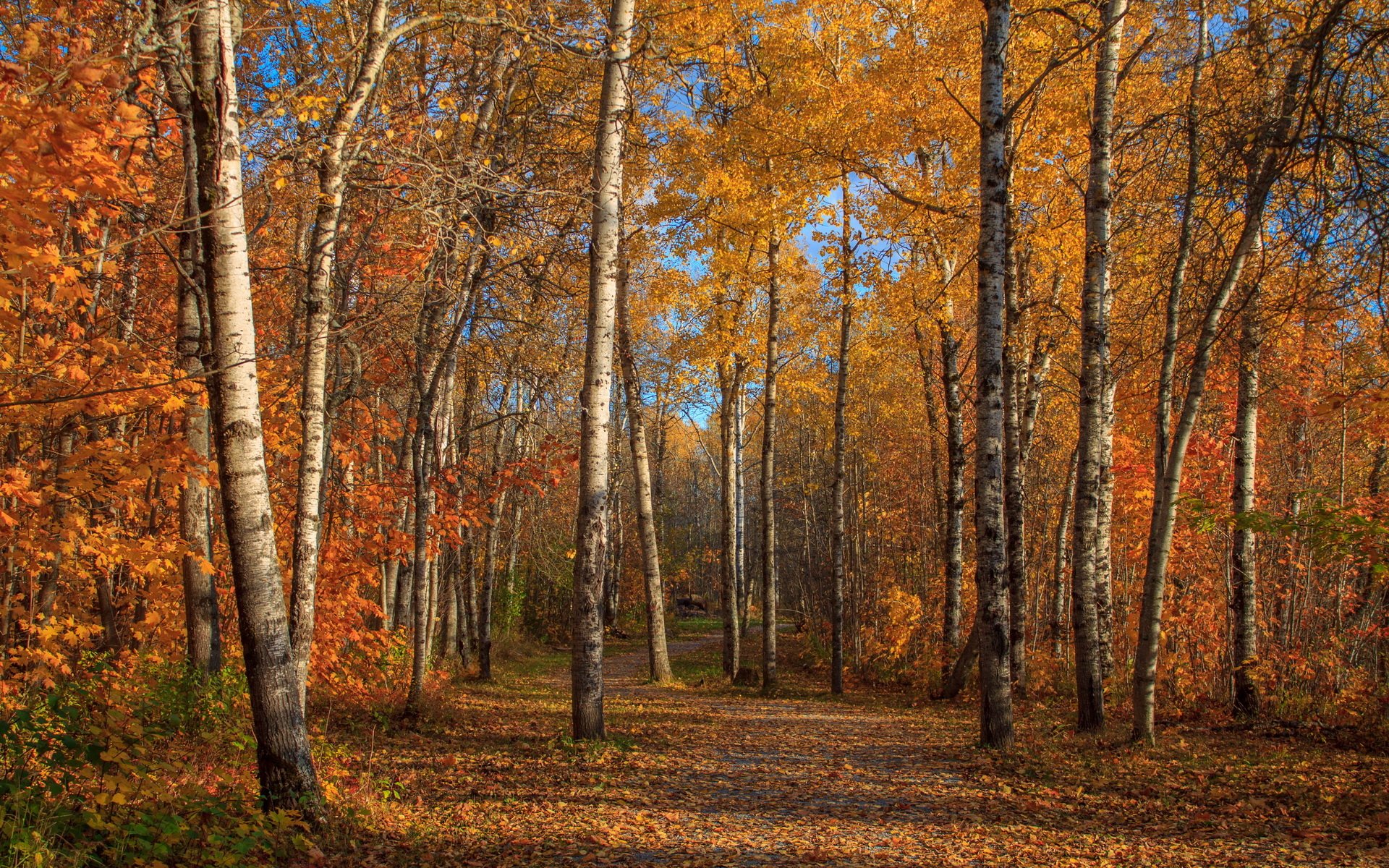 HD PC desktop wallpaper featuring a serene fall forest scene with tall trees adorned in vibrant orange and yellow leaves under a clear blue sky.