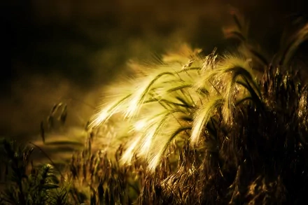 nature wheat HD Desktop Wallpaper | Background Image