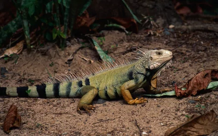 Animal iguana HD Desktop Wallpaper | Background Image