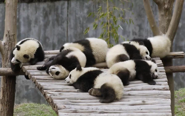 HD wallpaper of multiple pandas sleeping peacefully on a wooden platform in a naturalistic enclosure.