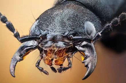  Devil's Coach Horse Beetle