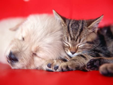 Animal cute HD Desktop Wallpaper | Background Image