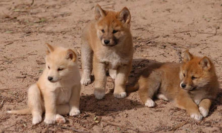 HD desktop wallpaper featuring three adorable dingo puppies on sandy ground, showcasing baby animals in a natural outdoor setting.