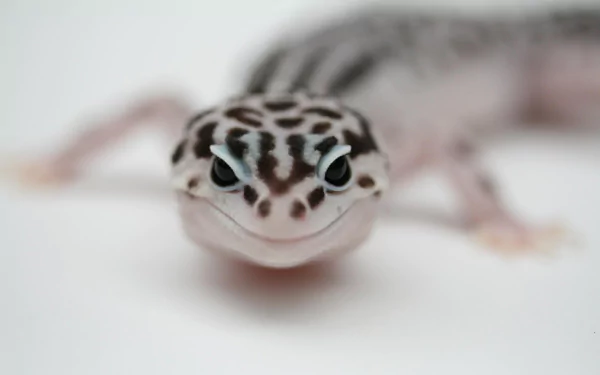 A close-up image of a leopard gecko showcases its distinctive spotted pattern and expressive eyes, making it an engaging HD wallpaper for animal lovers.