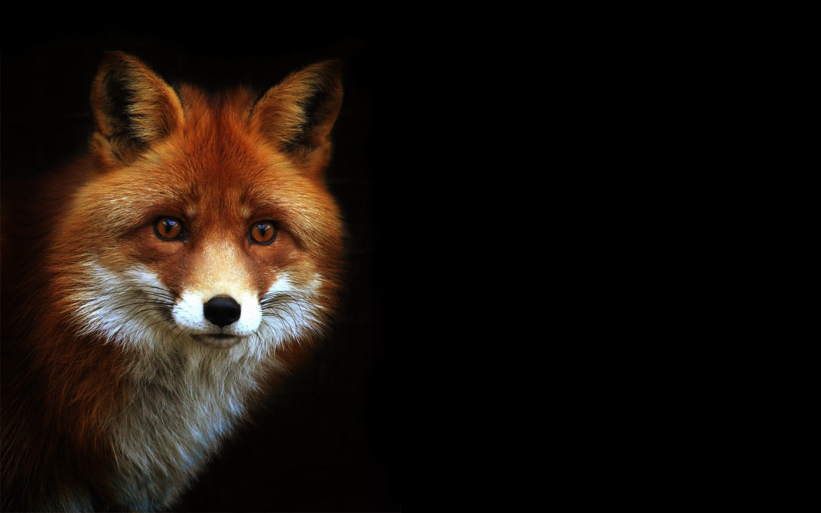 Stunning Fox HD Wallpaper