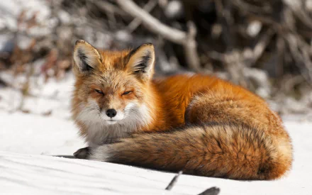 A serene fox rests on a snowy landscape, showcasing its vibrant orange fur and bushy tail. This captivating image makes for a stunning HD desktop wallpaper and background.