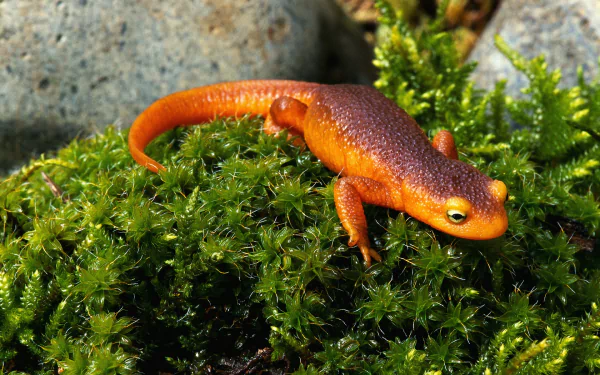 HD desktop wallpaper featuring a bright orange newt resting on vibrant green moss with natural rocks in the background.