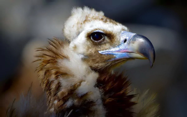 Animal vulture HD Desktop Wallpaper | Background Image