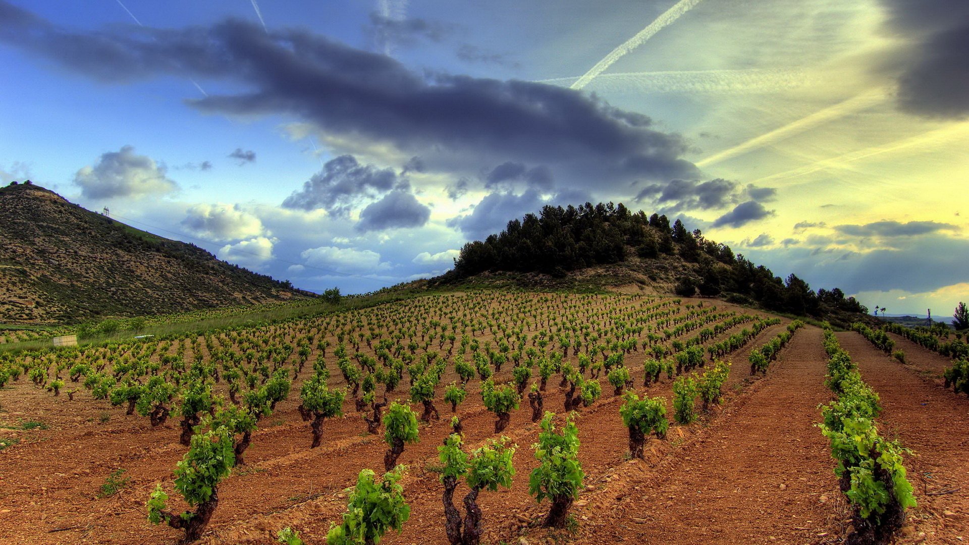 HD desktop wallpaper showcasing a vibrant vineyard landscape under a dramatic sky with scattered clouds and sunlight highlighting the green vines against earthy soil.