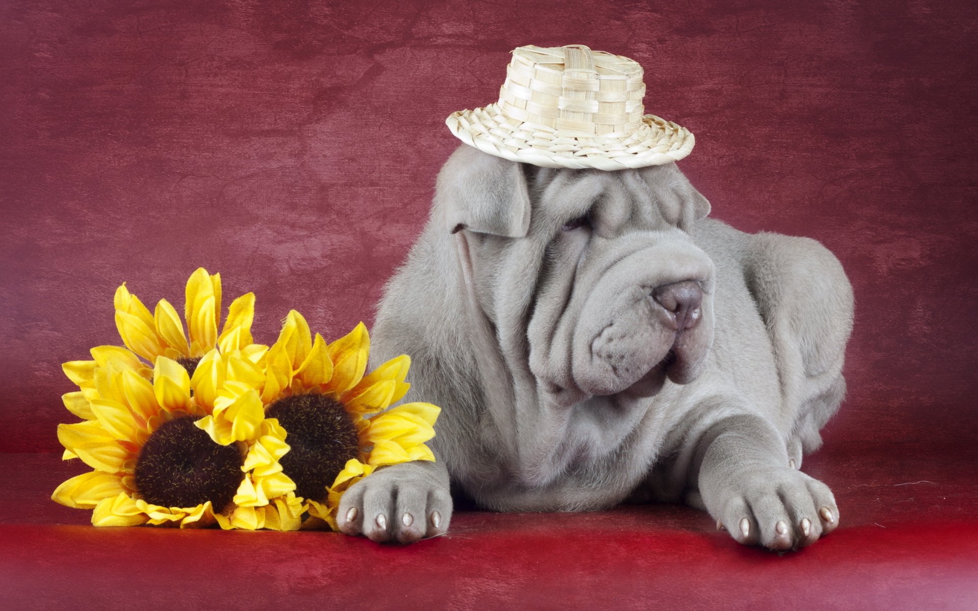 A charming Shar Pei wearing a straw hat rests beside a bouquet of sunflowers, set against a rich red backdrop, creating a delightful HD desktop wallpaper.