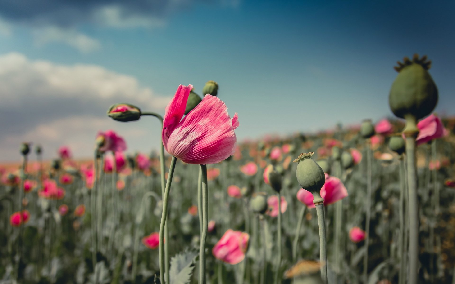 HD PC desktop wallpaper of a vibrant field of pink poppies under a blue sky with soft clouds, showcasing nature's delicate beauty.
