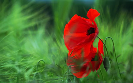 HD wallpaper of a vibrant red poppy in a lush green field, demonstrating a stunning contrast and detailed texture in nature.