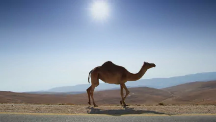 A majestic camel walks across a vast desert landscape under a bright sun, creating a striking HD desktop wallpaper and background.