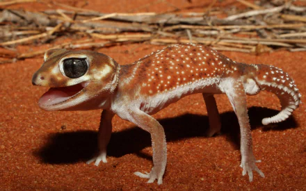 A vibrant gecko stands on red sand, showcasing its striking pattern and lively expression, making it an engaging HD PC desktop wallpaper and background.