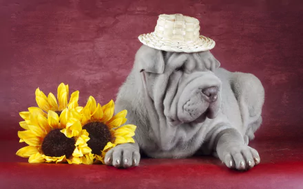 A charming Shar Pei wearing a straw hat rests beside a bouquet of sunflowers, set against a rich red backdrop, creating a delightful HD desktop wallpaper.