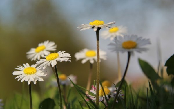 Earth Daisy Flowers HD Wallpaper | Background Image