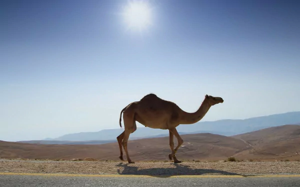 A majestic camel walks across a vast desert landscape under a bright sun, creating a striking HD desktop wallpaper and background.