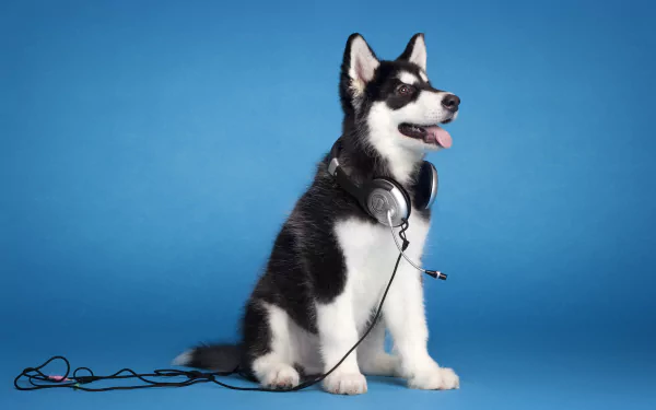 A playful husky sits against a blue background, wearing headphones, showcasing a fun and relaxed vibe. This HD image serves as an engaging desktop wallpaper.