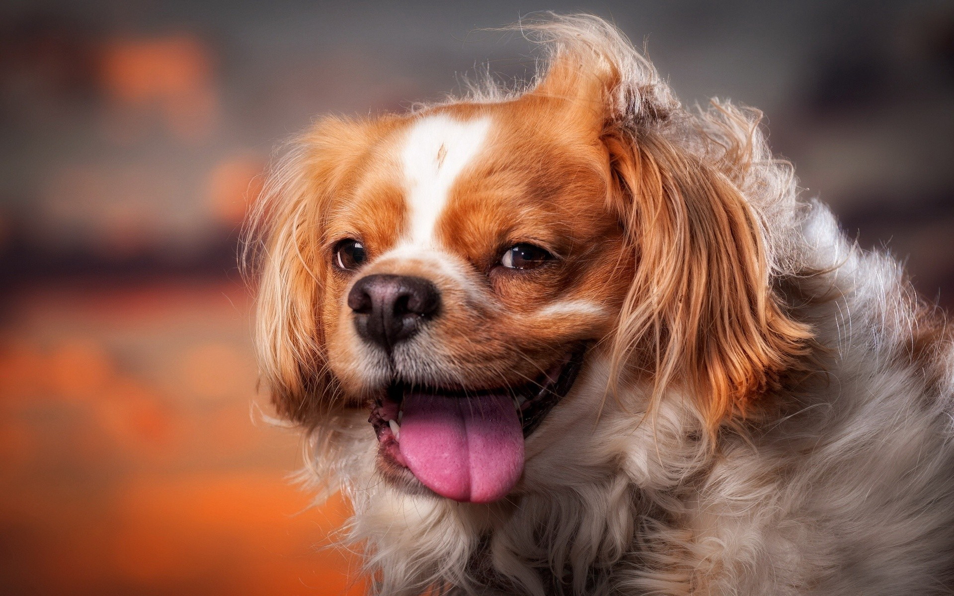 Dog HD Wallpaper | Background Image | 1920x1200 | ID:435758 - Wallpaper