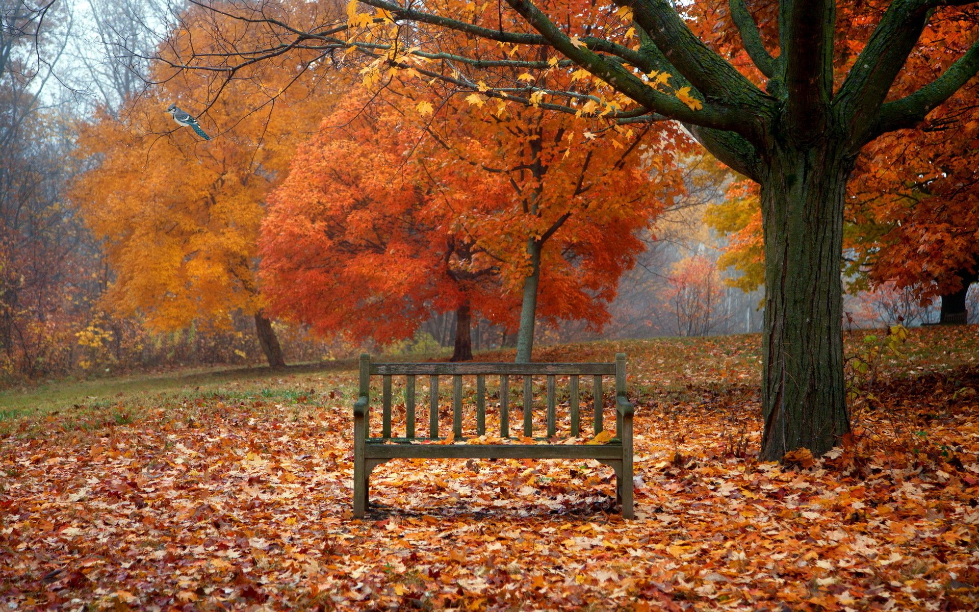 255 Bench HD Wallpapers Background Images Wallpaper Abyss