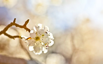 nature blossom HD Desktop Wallpaper | Background Image