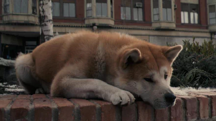 A serene Akita dog resting on a brick wall, capturing the heartfelt essence of Hachi: A Dog's Tale. This image serves as a beautiful HD wallpaper for any desktop.