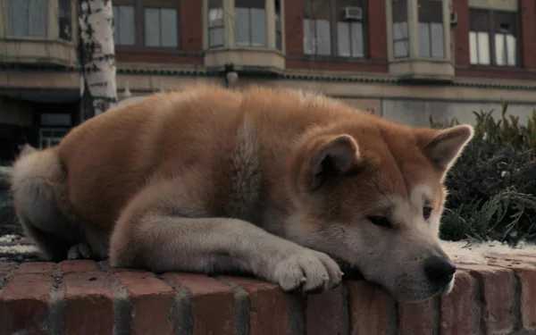 A serene Akita dog resting on a brick wall, capturing the heartfelt essence of Hachi: A Dog's Tale. This image serves as a beautiful HD wallpaper for any desktop.