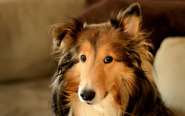 HD desktop wallpaper featuring a close-up of a rough collie dog with expressive eyes and a soft, fluffy coat against a blurred indoor background.
