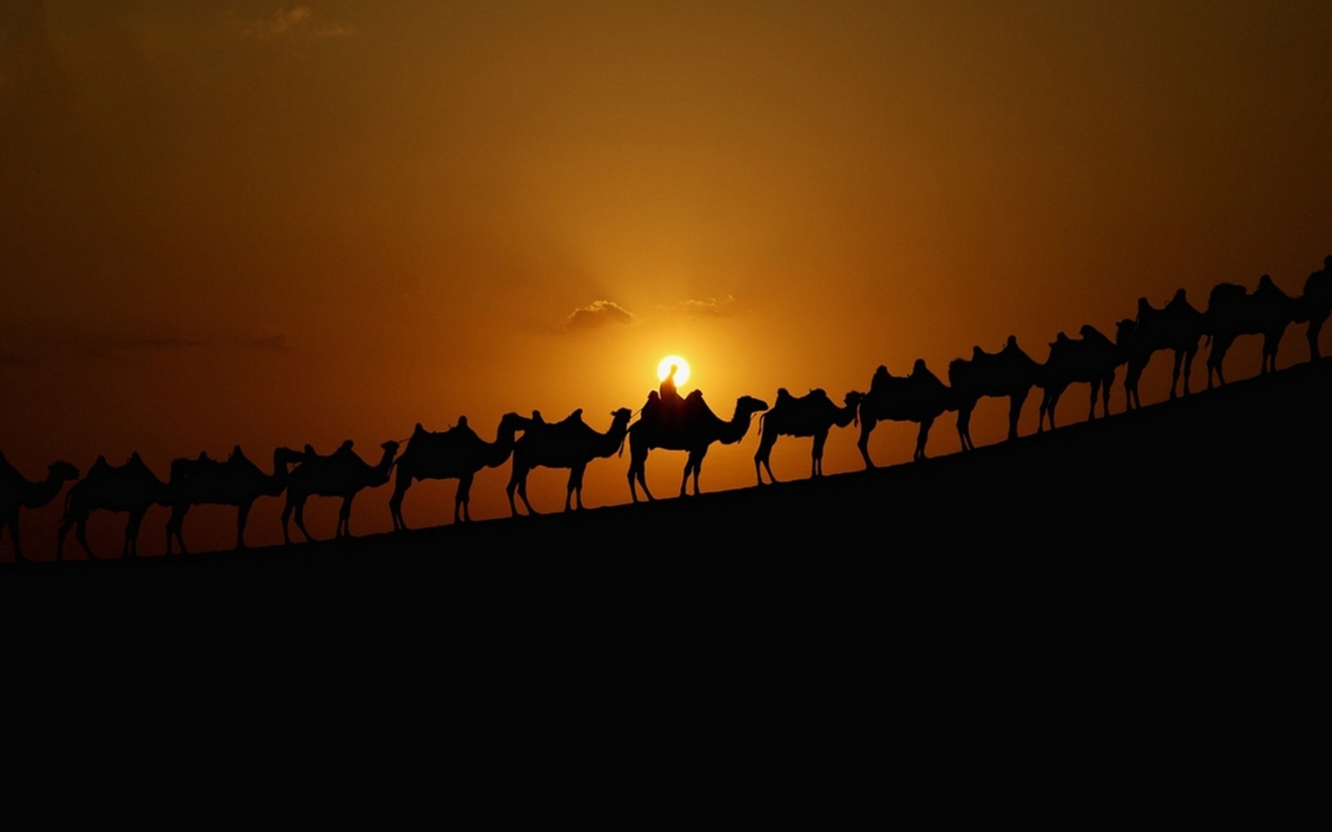 Animal Camel HD Wallpaper | Background Image