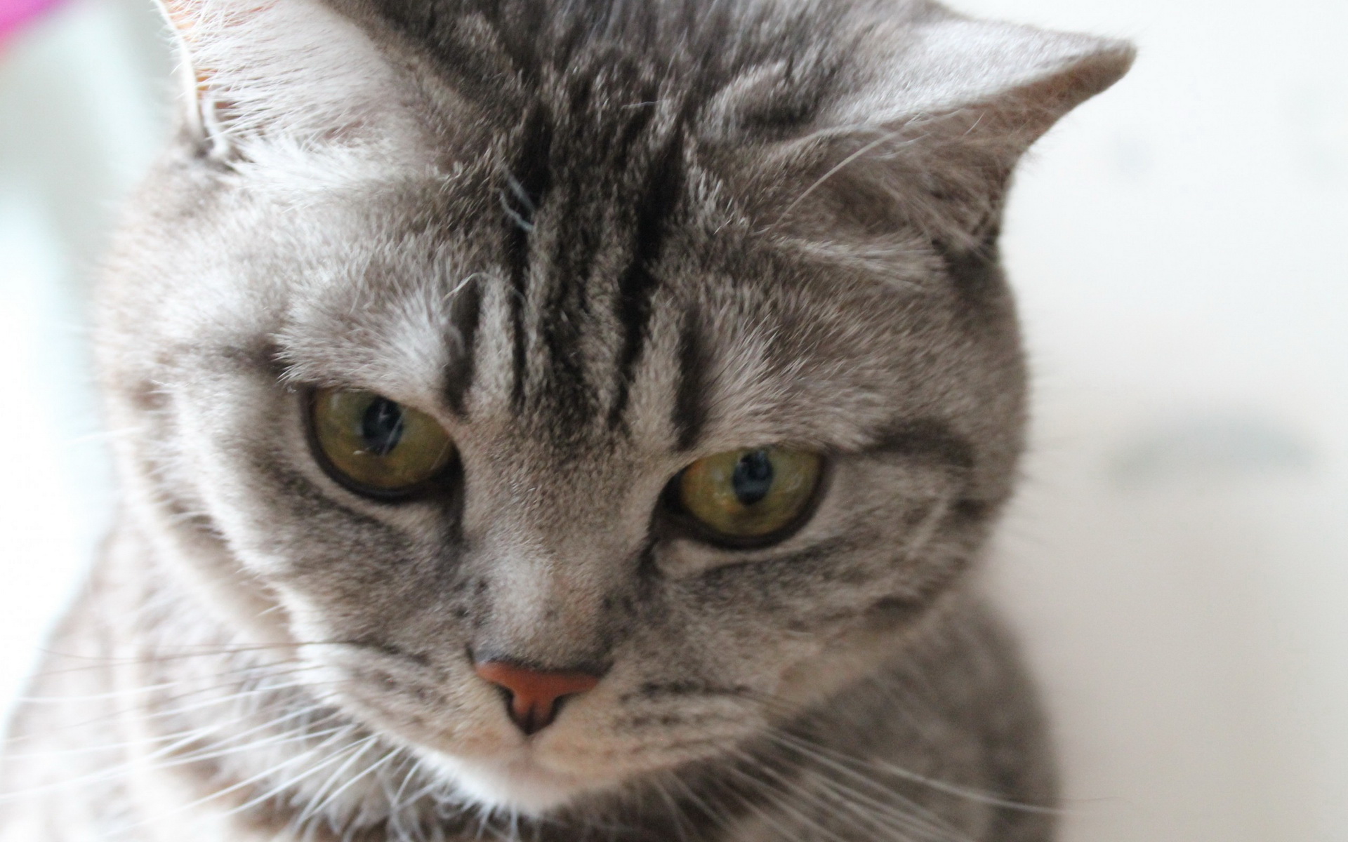 Cat HD Wallpaper | Background Image | 1920x1200