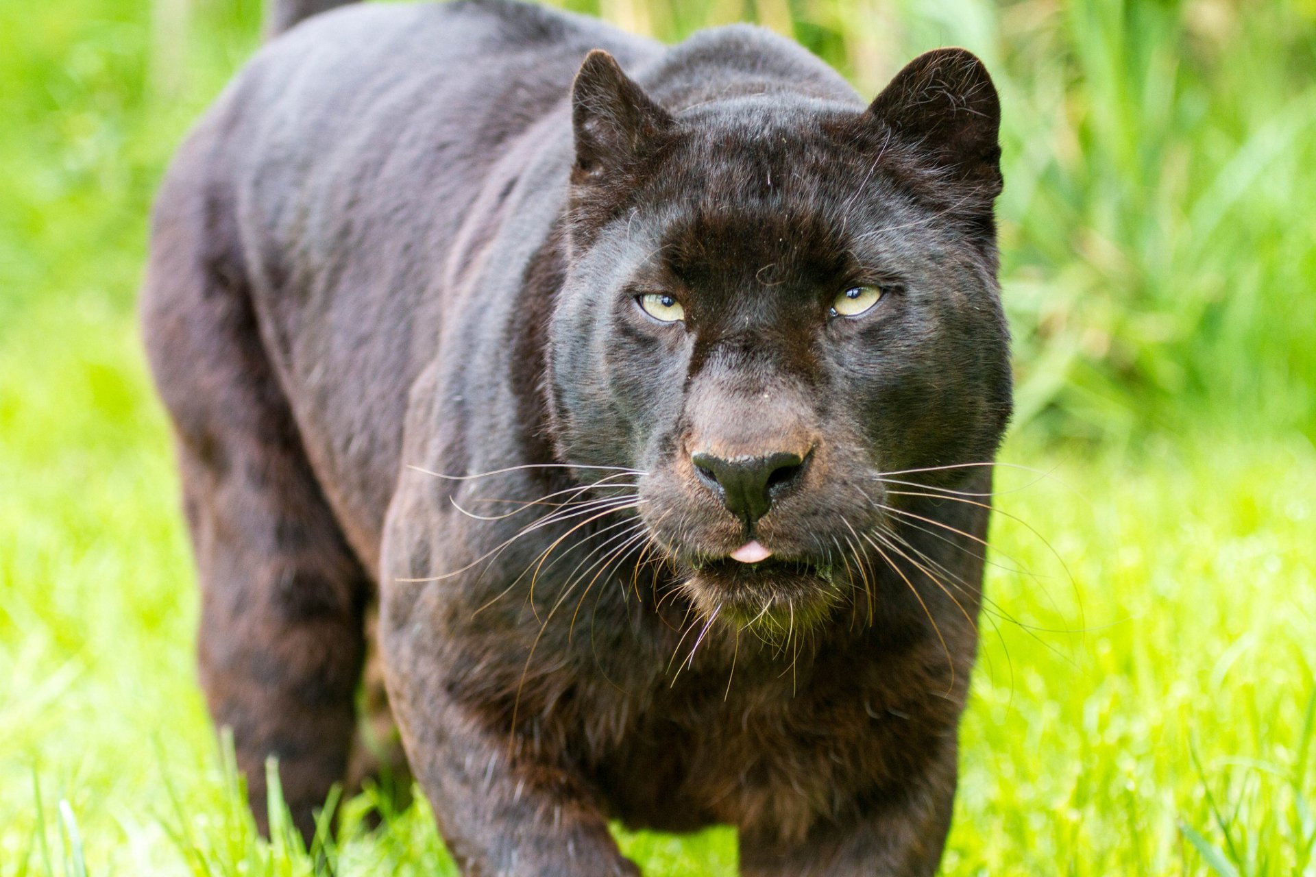 A striking black panther prowls through vibrant green grass, captured in high definition for a stunning PC desktop wallpaper and background.