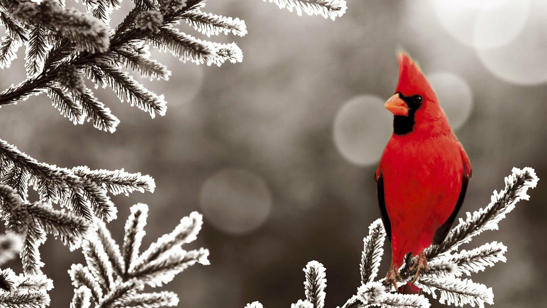 HD PC desktop wallpaper: red cardinal (animal) perched on a frost-covered evergreen branch with soft bokeh background.