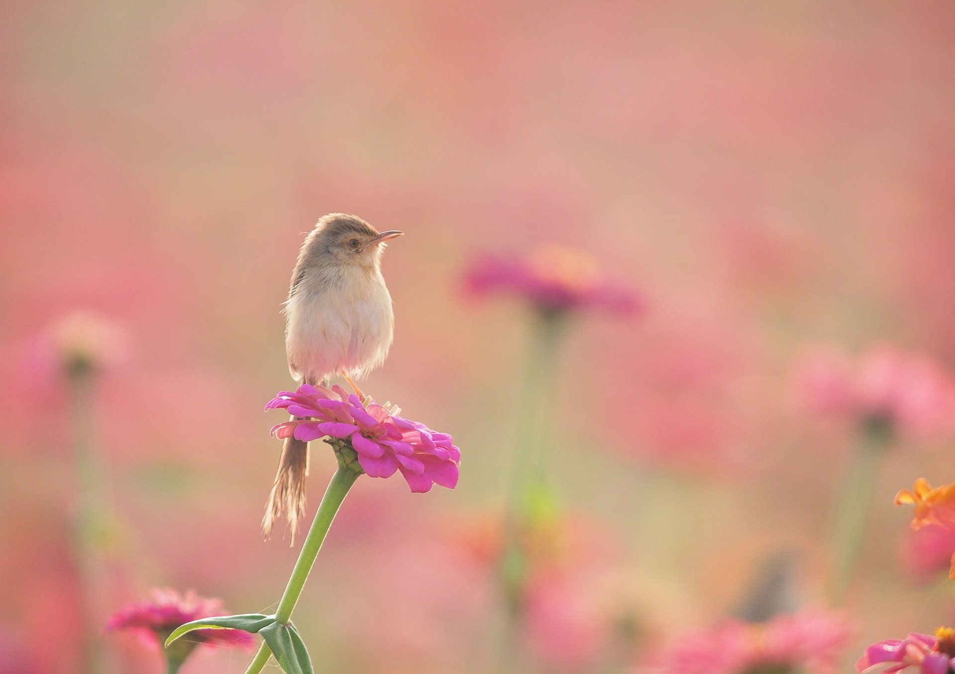 A small bird perched on a vibrant flower, surrounded by a dreamy, blurred background of pink blossoms. This HD wallpaper captures the beauty of nature and wildlife.