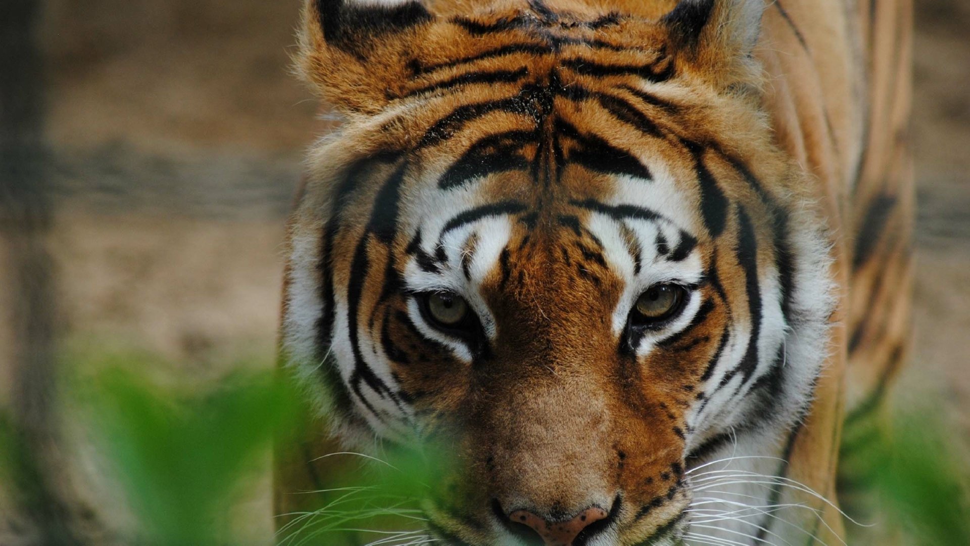 Download Animal Tiger HD Wallpaper