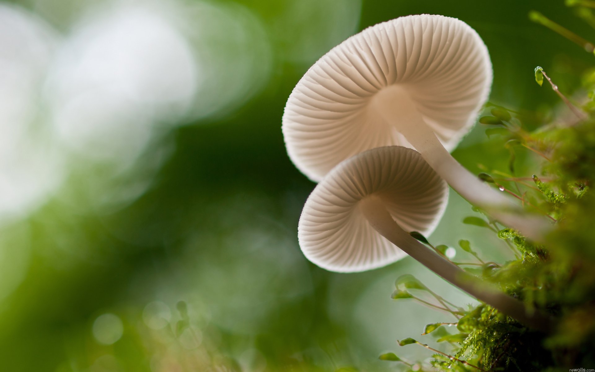 Close-up of delicate mushrooms with translucent caps growing on moss, captured in sharp detail against a soft green background, presented as an HD PC desktop wallpaper.