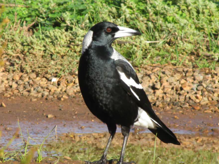 HD PC desktop wallpaper and background featuring an animal — a black-and-white magpie standing by a muddy puddle with grass and pebbles in the background.