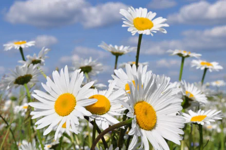 HD PC desktop wallpaper featuring a close-up of white daisies against a blue sky with fluffy clouds in a natural outdoor setting.