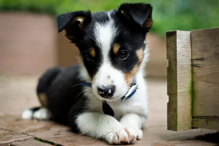 A close-up of a playful puppy with black, white, and brown markings, resting on a wooden surface. This HD image makes a charming desktop wallpaper and background.