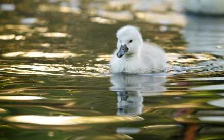 A serene HD desktop wallpaper featuring a fluffy cygnet swimming peacefully on a reflective water surface, surrounded by soft, natural colors.