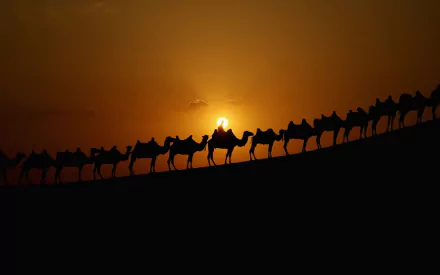 Animal camel HD Desktop Wallpaper | Background Image