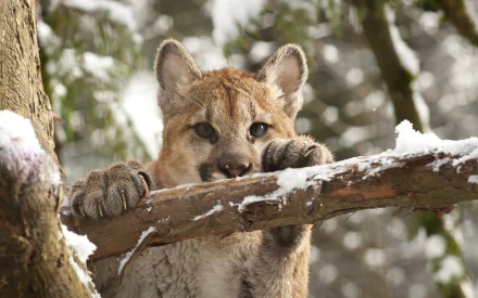 HD desktop wallpaper featuring a close-up of a young cougar gripping a snow-covered tree branch in a forest setting.