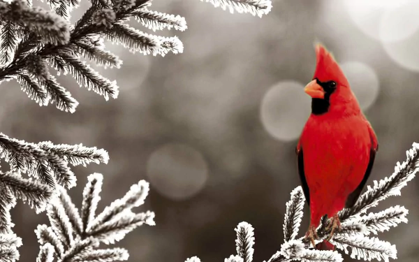 HD PC desktop wallpaper: red cardinal (animal) perched on a frost-covered evergreen branch with soft bokeh background.