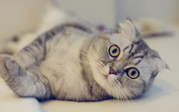 Scottish Fold Animal cat HD Desktop Wallpaper | Background Image