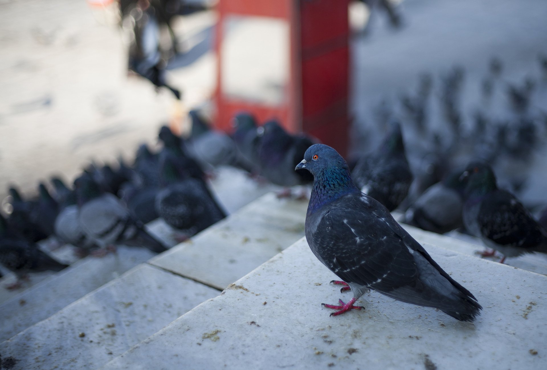 A close-up of a pigeon standing on steps, surrounded by other pigeons, showcasing vibrant details. This image serves as a striking HD PC desktop wallpaper and background.
